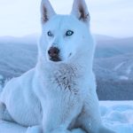 Selective focus photography of orange fox life